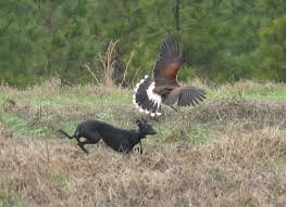 Small dog being attacked by hawk