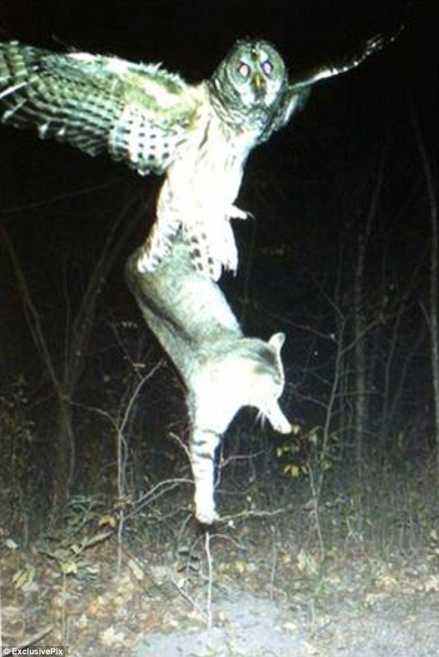 Owl attacks cat