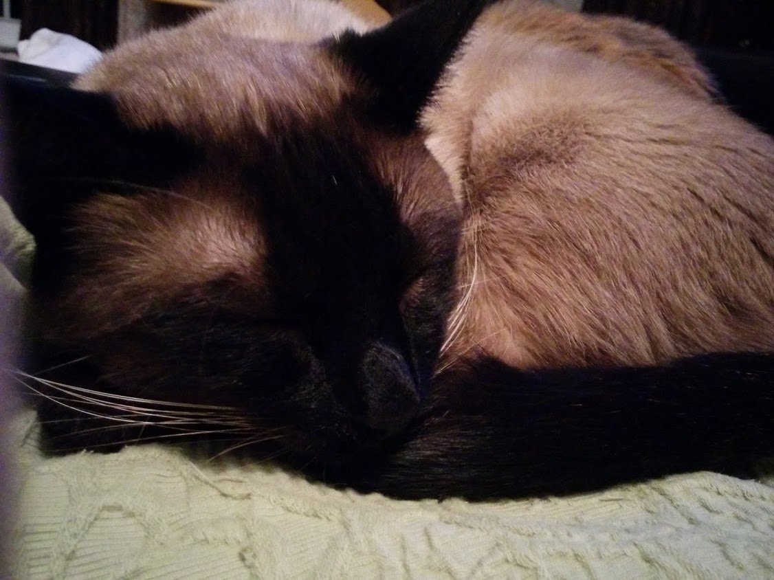 sleeping cat with either seal or chocolate colorpoints