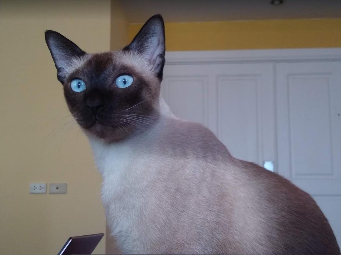 Siamese